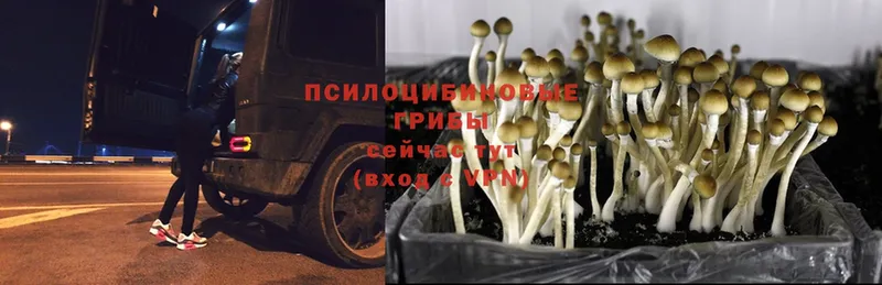 Галлюциногенные грибы MAGIC MUSHROOMS  Лысьва 